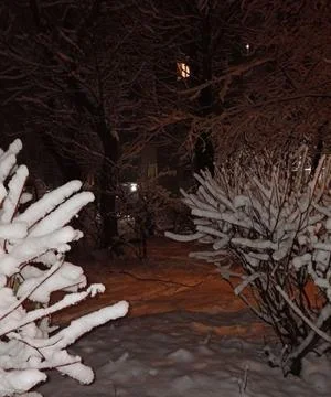 Midnight Garden Path Bordered by Snow-Laden Shrubs Under Winter's Silent Embrace Stock Photos