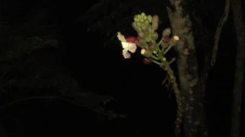 Midnight Horror in Bloom 스톡 동영상 64803320