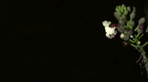 Midnight Horror Pollinated by Bat Stock Footage 64803322