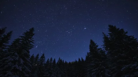Midnight landscape with starry sky, tree silhouette Stock Footage 275040639