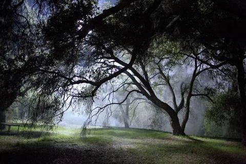 MIDNIGHT MEADOW Stock Photos
