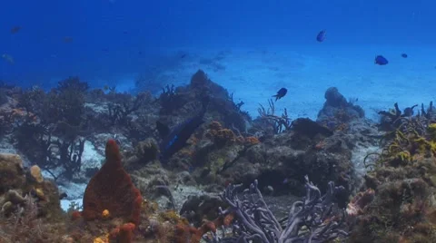 Midnight Parrotfish Видео 8828363