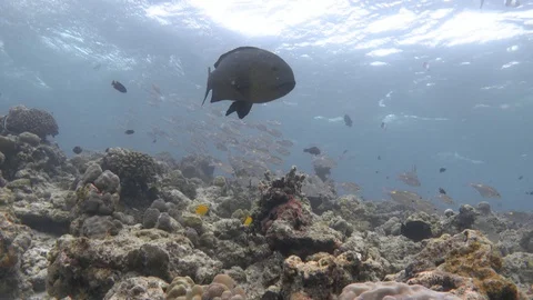 Midnight snapper and other various fishes on bleached coral reef. Maldives. 4K Stock Footage 127905571