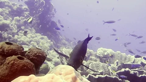 Midnight snapper are looking at me, Bali Stock Footage 80665061