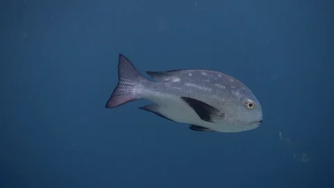 Midnight snapper fish swimming in the blue sea. Maldives. 4K Video stock 127903013