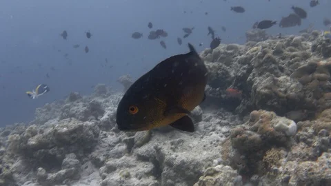 Midnight snapper fish swimming over bleached coral reef. Maldives. 4K Video stock 127895886
