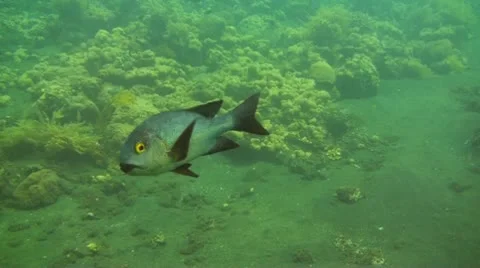 Midnight snapper Stock Footage 10736473