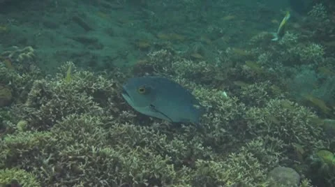 Midnight snapper Stock Footage 10737736