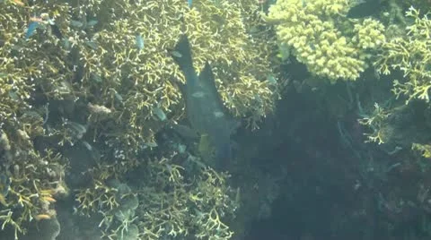 Midnight snapper Stock Footage 10737810