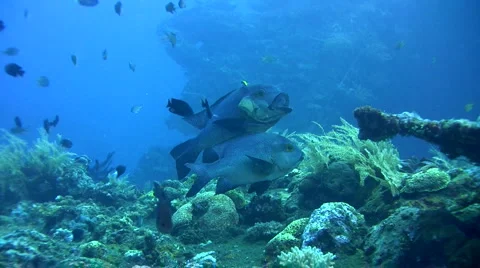 Midnight snapper (Macolor macularis) being cleaned Video stock 6929914