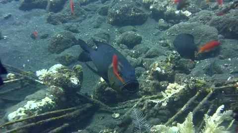 Midnight snapper (Macolor macularis) being cleaned 2 Stock Footage 6929939