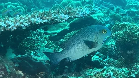 Midnight Snapper (Macolor macularis) With Cleaner Wrasse Clip5248 Stock Footage 280302312