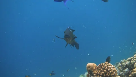 Midnight snapper (Macolor macularis) on the cleaning station Stock Footage 117542915