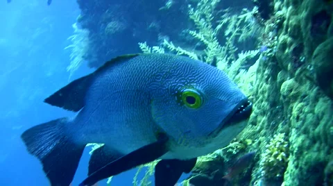 Midnight snapper (Macolor macularis) Stock Footage 6929905