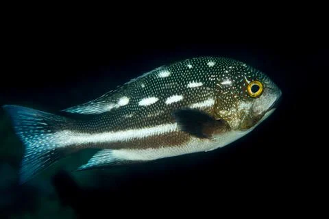 Midnight Snapper - Macolor macularis Foto stock