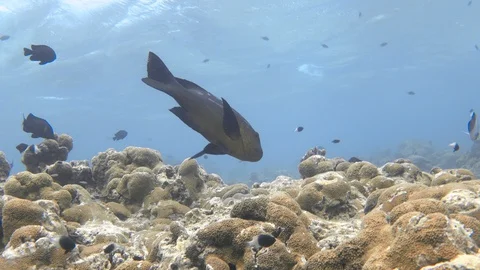 Midnight snapper (Macolor macularis) swims near coral reef underwater Stock Footage 127659671
