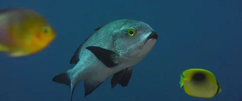 A Midnight Snapper (Macolor macularis), a tropical coral reef fish Video stock 83141818