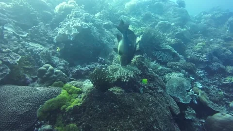 Midnight snappers eating coral spawn in the dark Stock Footage 327580220
