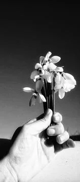 Midnight Snowdrops Stock Photos