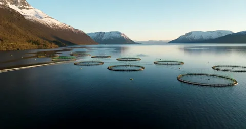 Midnight sun drone view over Gratangen aquaculture salmon farm in fjord, Norway Video stock 329468339
