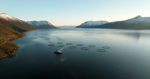 Midnight sun high aerial view over Gratangen aquaculture salmon farm in fjord Stock Footage 318301049