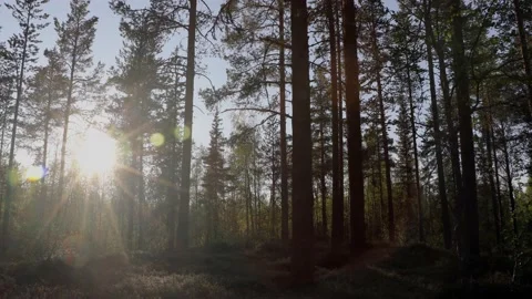 Midnight Sun Timelapse Panning Through Arctic Lapland Pine Forest Stock Footage 234521449
