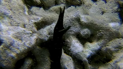 Midnight swimmer gracefully navigates the reef in South China Sea Stock Footage 313781509