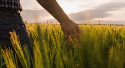 Midsection Farmer Walking Wheat Field Sunlight Landscape Nature Agriculture Stock Footage 60621217
