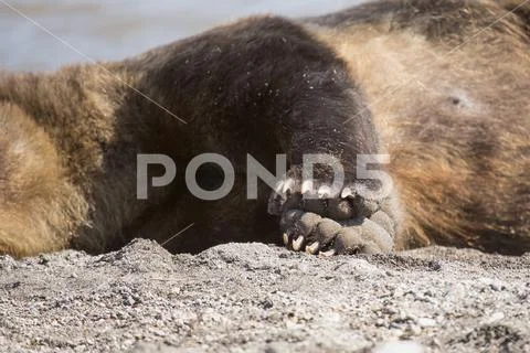 Midsection of Kamchatka brown bear resting on lakeshore, Kurile Lake, Kamchatka Stock Photos