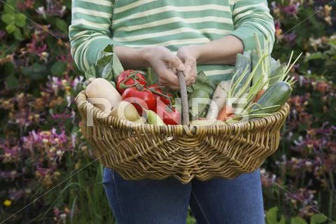 Midsection Of Woman With Vegetable Basket Stock Photos