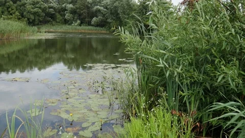 Midsummer and a calm river. Lots of green grass and a forest in the distance. Stock Footage 148058199