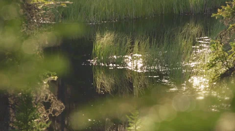 Midsummer Dream Afternoon Lush Grasses and Flitting Dragonflies Stock-Footage 36633682