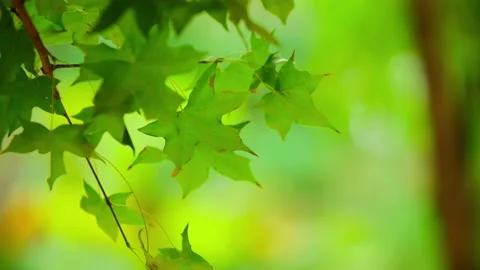 Midsummer is green-Maple leaves Stock-Footage 234115491