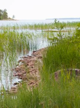 Midsummer landscape Stock Photos