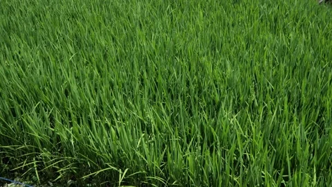 Midsummer, rice seedlings planted all over the fields Video stock 279119346