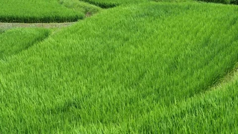 Midsummer, rice seedlings planted all over the fields Stock Footage 279119741