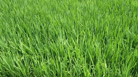Midsummer, rice seedlings planted all over the fields Stock Footage 279119777