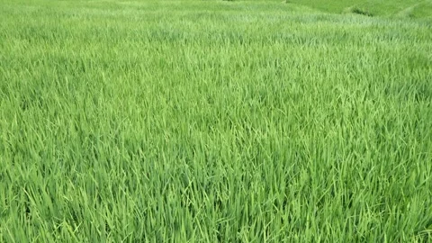 Midsummer, rice seedlings planted all over the fields Stock Footage 279119988