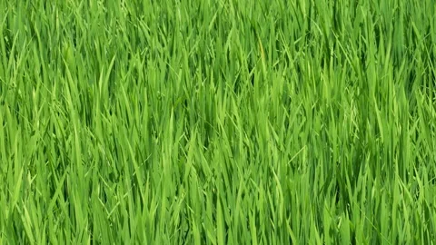 Midsummer, rice seedlings planted all over the fields Stock Footage 279120023