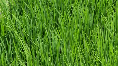 Midsummer, rice seedlings planted all over the fields Stock Footage 279120287