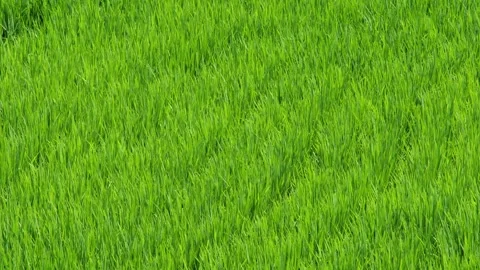 Midsummer, rice seedlings planted all over the fields Stock Footage 279120562