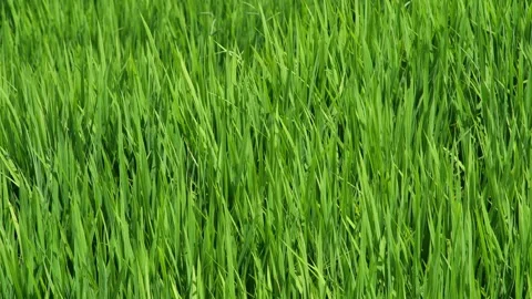 Midsummer, rice seedlings planted all over the fields Stock Footage 279120601