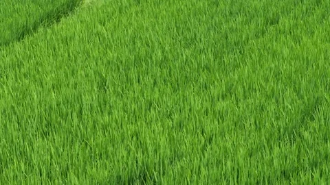Midsummer, rice seedlings planted all over the fields Stock Footage 279120740