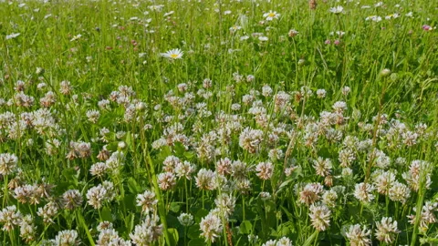 Midsummer. Summer Flowering Meadow With Chamomile, Clovers Flowers And Herbs. Sp Stock Footage 303200676