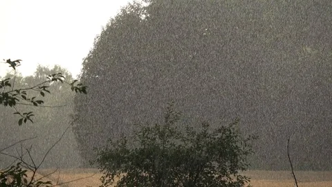 Midsummer  sunny rain drops background Stock Footage 119477160