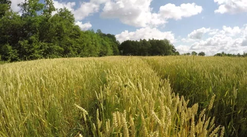 Midsummer wheat crop  field and clouds motion. Timelapse 4K Stock Footage 52688761
