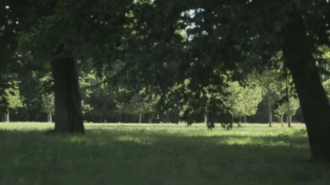 Midsummer wind peacefully moves tree branches in a field Stock Footage 136760484