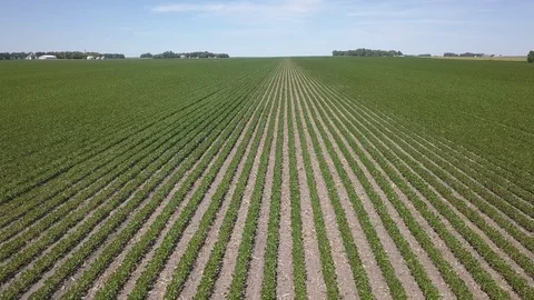 Midwest Farmland Crops Soybeans in Rows Aerial from Above Summer Stock Footage
