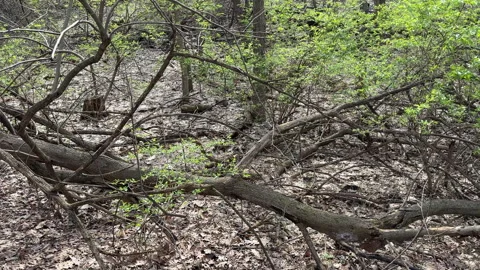 Midwest forest on an overcast spring day Stock Footage 332722534
