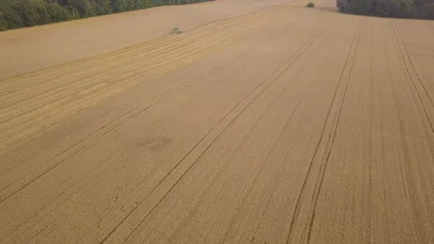 A midwest wheat field view from a drone Video stock 159449458